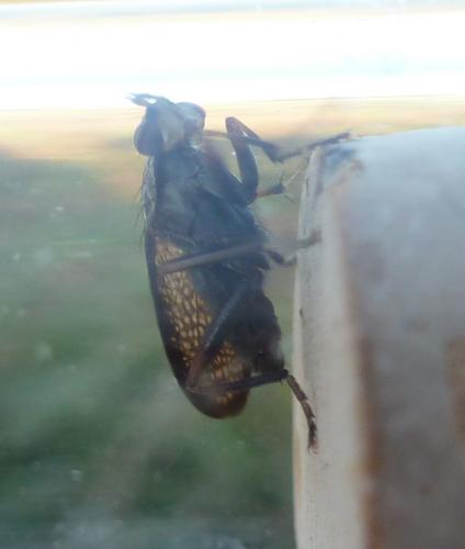 Réf. 239 354 : Coremacera marginata